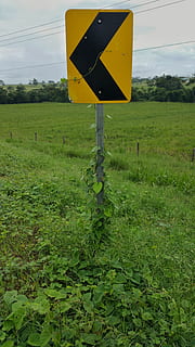 segnali stradali, giallo, riflettore, pointer, viti, erba, cielo, belize, belvedere spagnolo, pianta, cartello, colore verde, campo, natura, terra, strada, crescita, giorno, comunicazione, nessuno, segnale stradale, segnale di pericolo, all'aperto, albero, nuvola - cielo, paesaggio, guida, 4K, CC0, dominio pubblico, privo di copyright