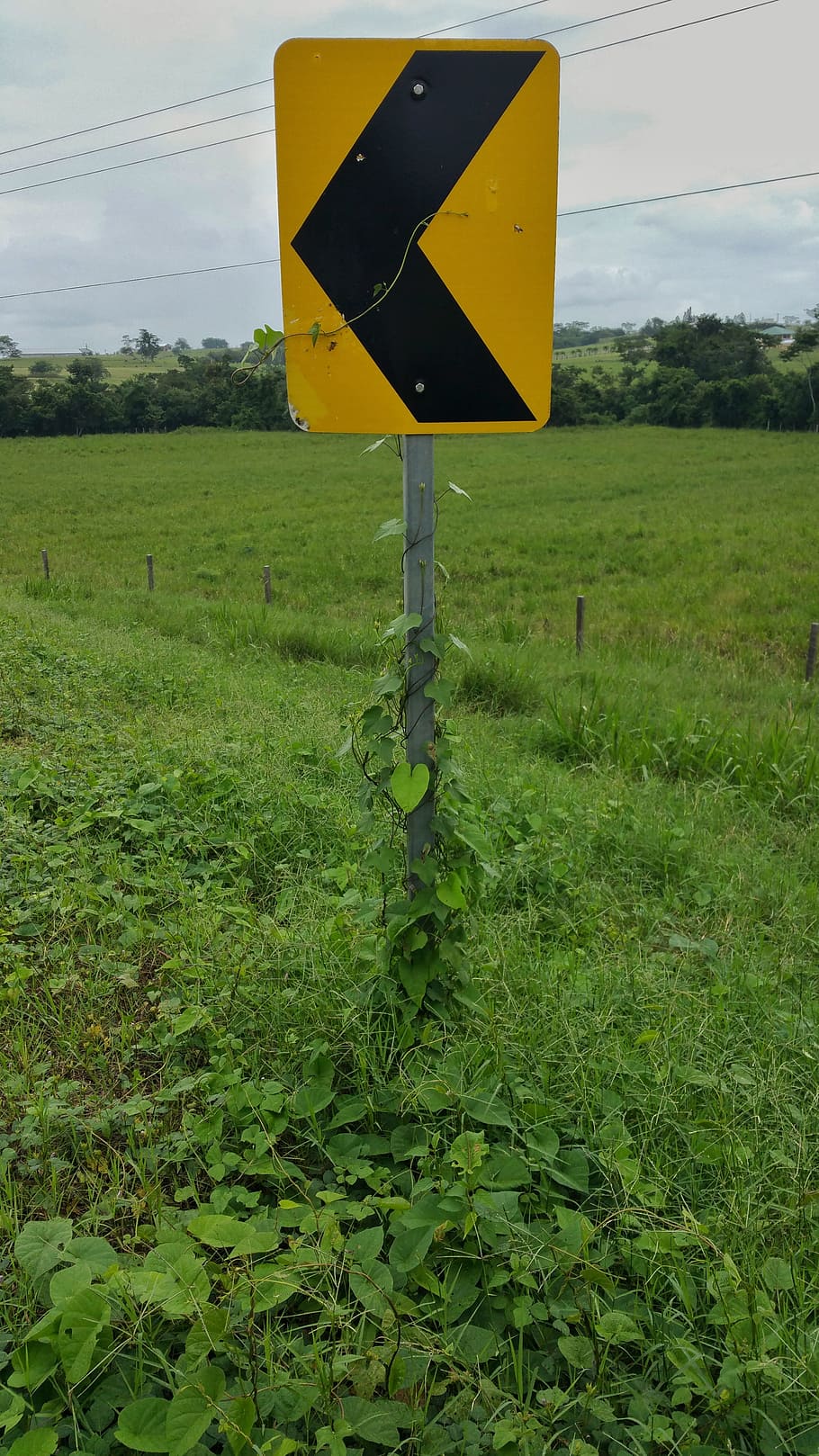 dopravní značky, žlutá, reflektor, ukazatel, révy, tráva, nebe, belize, španělská rozhledna, rostlina, podepsat, zelená barva, pole, Příroda, přistát, silnice, růst, den, sdělení, nikdo, dopravní značka, varovná cedule, venku, strom, mrak - nebe, krajina, vedení, 4K
