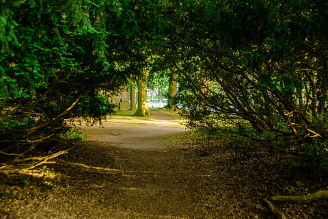 Bos, opening, doorgang, bomen, landschap, zonlicht, natuur, boom, voetpad, rustige scène, fabriek, richting, de weg vooruit, kalmte, groei, schoonheid in de natuur, land-, scenics - natuur, dag, geen mensen, buitenshuis, gebladerte, weelderig gebladerte, niet-stedelijke scène, bos-, perspectief verminderen, Boomkap, 5K, CC0, publiek domein, royaltyvrij