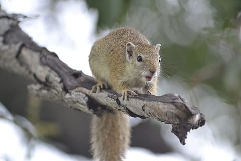 natura, scoiattolo, Botswana, temi animali, fauna selvatica, animale, un animale, mammifero, animali allo stato selvatico, albero, ramo, vertebrato, roditore, nessuno, all'aperto, giorno, pianta, lunghezza intera, ritratto, concentrarsi sulle conoscenze acquisite, Inquadratura dal basso, avvicinamento, vista profilo, baffo, 4K, CC0, dominio pubblico, privo di copyright