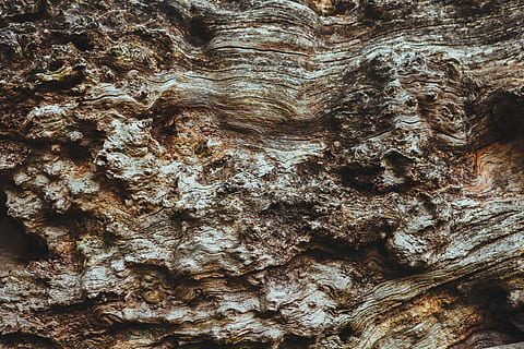 dřevo, strom, hnědý, kůra, zastavit, celý rám, pozadí, texturou, vzor, kmen stromu, kufr, detail, hrubý, přírodní vzor, nikdo, dřevo - materiál, rostlinné kůry, rostlina, Příroda, venku, den, růst, efekt, přirozený stav, 5K, CC0, veřejná doména, bez autorských práv