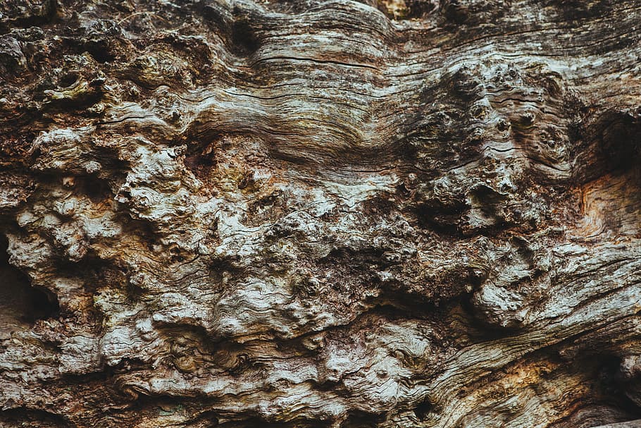 fusta, arbre, marró, escorça, tija, marc complet, fons, textura, patró, tronc de l'arbre, tronc, primer pla, aspre, patró natural, cap gent, material de fusta, escorça de la planta, planta, naturalesa, a l'aire lliure, dia, creixement, efecte texturat, condició natural, 5K