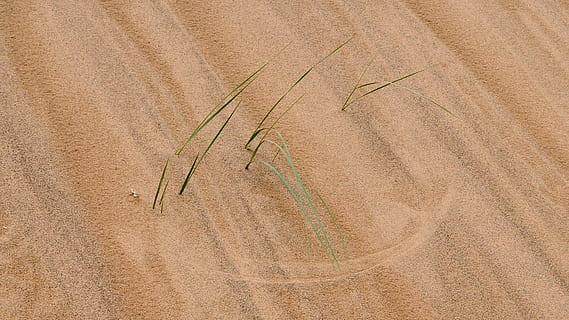 Mongolie, désert, structure, motif d'herbe, motif de sable, personne, la nature, plante, arrière-plans, terre, paysage, plein cadre, marron, environnement, fermer, agriculture, arbre, en plein air, journée, beauté dans la nature, vue grand angle, scène rurale, modèle, croissance, texturé, en quittant, 1080P, CC0, domaine public, libre de droits