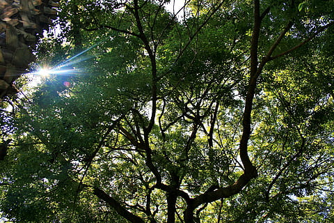Eiche, Baum, groß, verteilen, Sonne, Fokus, Flachwinkelansicht, Pflanze, Sonnenlicht, Schönheit in der Natur, Natur, Sonnenstrahl, Tag, Wachstum, draußen, keine Leute, Himmel, Ast, Linseneffekt, Ruhe, Wald, grüne Farbe, Land, sonnig, Streaming, Baumkrone, hell, Sonneneruption, 4K, CC0, gemeinfrei, lizenzfrei