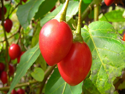 small tomatoes, red, fruit, food and drink, food, leaf, healthy eating, plant part, freshness, plant, green color, close-up, growth, nature, focus on foreground, ripe, tree, wellbeing, day, no people, vegetable, outdoors, 2K, CC0, public domain, royalty free