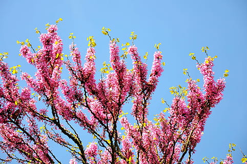 judas träd, vår, blomma, rosa färg, tillväxt, växt, himmel, blommande växt, skönhet i naturen, lågvinkelvy, springtime, träd, bräcklighet, friskhet, natur, klar himmel, blå, sårbarhet, dag, gren, inget folk, utomhus, körsbärsblom, lila, körsbärsträd, 4K, CC0, offentligt domän, royaltyfria