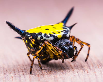 edderkop, arachnid, insekt, tæt, gul, eksotisk, tropisk, dyreliv, dyre temaer, dyr, hvirvelløse, dyr i naturen, tæt på, et dyr, selektiv fokusering, natur, ingen mennesker, makro, dag, udendørs, sort farve, dyr kropsdel, dyr ben, lemmer, fuld længde, giftig, 2K, CC0, offentligt domæne, royaltyfrie