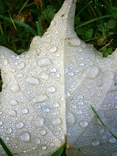 blad, ahorn, falde blade, bund, tilbage, hvid, dråbe vand, regn, vand, dryppe, natur, dråbe, våd, plante, tæt på, plante del, skønhed i naturen, dag, ingen mennesker, vækst, regndråbe, skrøbelighed, udendørs, sårbarhed, dug, renhed, regntiden, blomst, 1080P, CC0, offentligt domæne, royaltyfrie