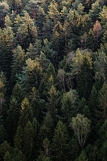 grøn, træer, dagtimerne, antenne, se fotografering, træ, Skov, fyrretræ, træ top, ovenfra, natur, morgen, landskab, gran, contre-jour, baggrundsbelyst, baggrundsbelysning, plante, vækst, ro, rolig scene, skønhed i naturen, grøn farve, ingen mennesker, jord, nåletræ, høj vinkel visning, scenics - natur, dag, ikke-urbane scene, udendørs, bjerg, eviggrønne træ, fyrreskov, 5K, CC0, offentligt domæne, royaltyfrie