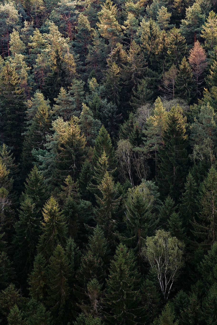 verd, arbres, durant el dia, aèria, veure la fotografia, arbre, bosc, pi, arbre superior, des de dalt, naturalesa, fusta, al matí, paisatge, avet, contre-jour, retroil·luminat, retroiluminació, planta, creixement, tranquil·litat, escena tranquil·la, bellesa a la natura, color verd, cap gent, terra, arbre de coníferes, vista d’angle alt, escenics - natura, dia, escena no urbana, a l'aire lliure, muntanya, arbre de fulla perenne, bosc de pi, 5K