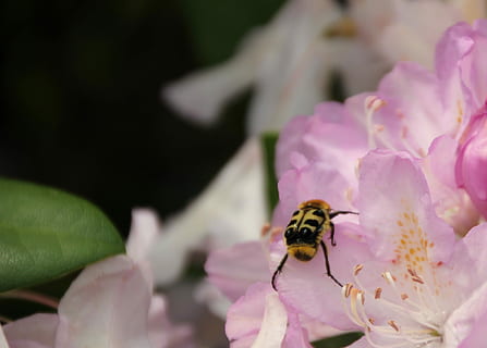 børste, bille, insekt, tæt, børstebille, have, blomst, lyserød, blomstre, flor, et dyr, dyre temaer, dyr i naturen, bi, blomstrende plante, hvirvelløse, dyr, kronblad, skrøbelighed, dyreliv, skønhed i naturen, sårbarhed, plante, friskhed, blomsterhoved, vækst, tæt på, lyserød farve, bestøvning, ingen mennesker, pollen, humlebi, forår, 4K, CC0, offentligt domæne, royaltyfrie