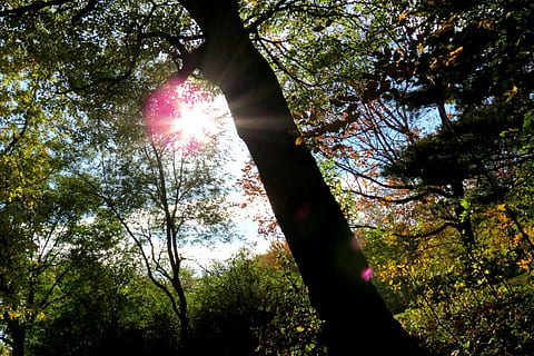alberi a foglia verde, albero, sole, luce del sole, foresta, Canada, parc, tramonto, Alba, quercia, natura, ambiente, verde, naturale, stagione, luce, primavera, luminosa, estate, giorno, scena, soleggiato, boschi, giallo, colore, giardino, salutare, le foglie, pianta, fresco, paesaggio forestale, parco, raggi di sole, erba, giorno soleggiato, d'oro, cielo, aria, all'aperto, nessuno, bellezza nella natura, crescita, terra, la tranquillità, Inquadratura dal basso, raggio di sole, tronco, tronco d'albero, riflesso lente, scena tranquilla, ramo, baldacchino di albero, streaming, bagliore solare, 4K, CC0, dominio pubblico, privo di copyright