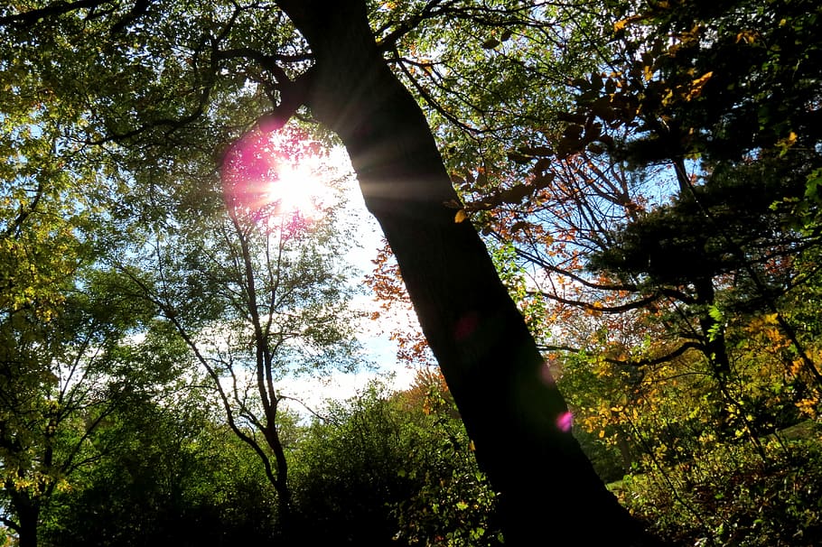 arbres amb fulles verdes, arbre, sol, bosc, Canadà, parc, posta de sol, sortida del sol, roure, naturalesa, llum solar, medi ambient, verd, natural, temporada, llum, primavera, brillant, estiu, dia, escena, assolellat, boscos, groc, color, jardí, saludable, fulles, planta, fresc, paisatge forestal, raigs del sol, herba, dia assolellat, daurat, cel, aire, a l'aire lliure, cap gent, bellesa a la natura, creixement, terra, tranquil·litat, vista d’angle baix, raig de sol, tronc, tronc de l'arbre, flare de la lent, escena tranquil·la, branca, copa de l'arbre, streaming, bengales solars, 4K