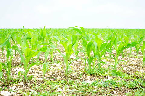 Kornfeld, Mais, Feld, Acker-, junge Pflanzen, frisch, Landwirtschaft, Pflanzen, Lebensmittel, Futtermais, Maispflanze, Pflanze, jung, Anbau, Agrarwirtschaft, Natur, wachsen, Samen, Aussaat, schießt, Grün, grüne Farbe, Land, Umgebung, Landschaft, Wachstum, Himmel, ländliche Szene, Ernte, Mais - Ernte, Gras, Getreidepflanze, Tag, keine Leute, Frische, draußen, Oberflächenniveau, 5K, CC0, gemeinfrei, lizenzfrei