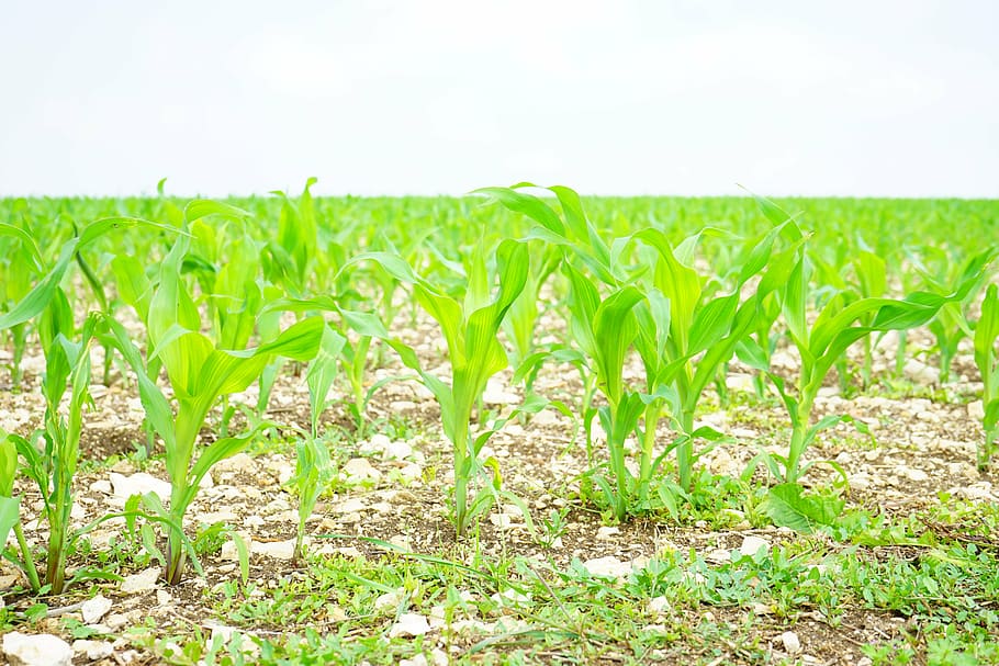 camp de blat de moro, blat de moro, camp, cultivable, plantes joves, frisch, agricultura, cultius, menjar, blat de moro farratger, planta de blat de moro, planta, jove, cultiu, economia agrícola, naturalesa, créixer, llavor, sembra, brots, verd, color verd, terra, medi ambient, paisatge, creixement, cel, escena rural, blat de moro - cultiu, herba, planta de cereals, dia, cap gent, frescor, a l'aire lliure, nivell superficial, 5K
