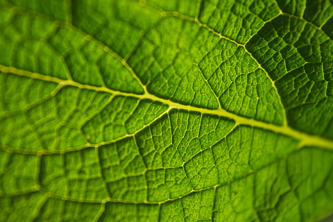 avvicinamento, foto, verde, foglia, micro, fotografia, foglia verde, macro, struttura, biologia, crescere, natura, colore verde, sfondi, pianta, modello, freschezza, estate, ambiente, fotogramma intero, parte vegetale, vena fogliare, nessuno, crescita, strutturato, bellezza nella natura, modello naturale, giorno, all'aperto, primo piano estremo, messa a fuoco selettiva, effetto strutturato, 5K, CC0, dominio pubblico, privo di copyright