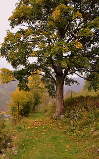 albero, autunno, pista, escursione, natura, montagna, il percorso europeo, e5, Lessinia, Italia, pianta, bellezza nella natura, la tranquillità, crescita, terra, scenics - natura, scena tranquilla, campo, giorno, scena non urbana, erba, nessuno, colore verde, paesaggio, all'aperto, ambiente, modificare, 5K, CC0, dominio pubblico, privo di copyright