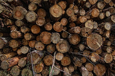 Baum, Holz, Kofferraum, Treibstoff, Schnitt, Natur, Wald, die Rinde, Vollbild, Bauholz, Log, große gruppe von gegenständen, Hintergründe, Holzindustrie, Brennholz, Fülle, Holz - Material, Abholzung, Stapel, Haufen, keine Leute, Holzstapel, Muster, Kraftstoff- und Stromerzeugung, draußen, 4K, CC0, gemeinfrei, lizenzfrei