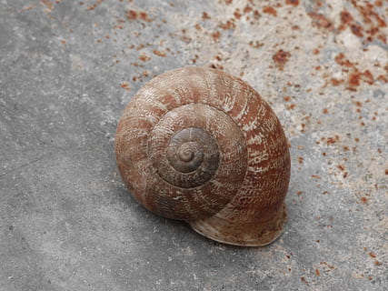 Ulita šneka, spirála, textura, hlemýžď, shell, zvířecí shell, jednoho zvířete, plži, zvířat, zvíře, měkkýš, detail, zvířata ve volné přírodě, nikdo, bezobratlý, den, Příroda, vysoký úhel pohledu, přírodní vzor, hnědý, vír, venku, 2K, CC0, veřejná doména, bez autorských práv