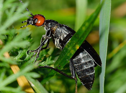insekter, biller, nero, dyreliv, dyre temaer, insekt, dyr i naturen, hvirvelløse, dyr, et dyr, plante, tæt på, grøn farve, sort farve, natur, ingen mennesker, fokus på forgrunden, plante del, blad, bille, vækst, selektiv fokusering, dag, 1080P, CC0, offentligt domæne, royaltyfrie