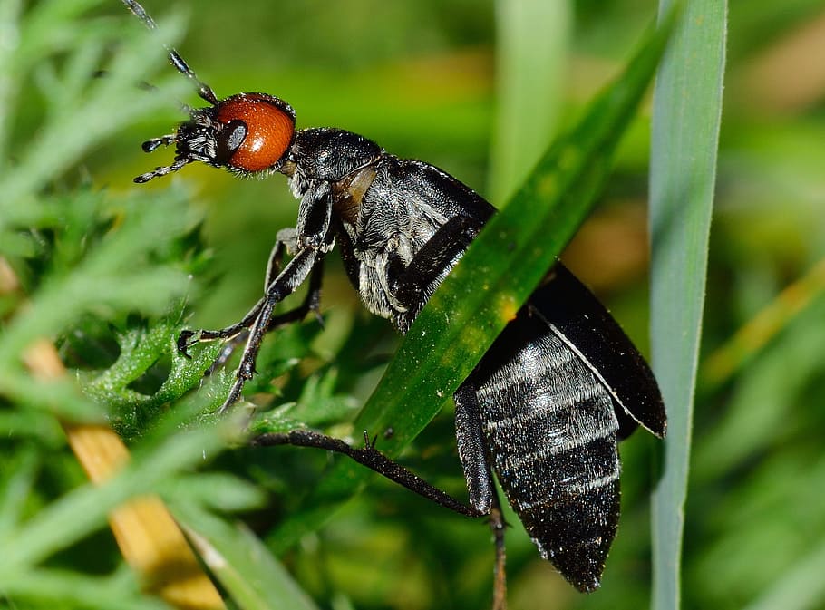 insectes, escarabats, nero, fauna animal, temes d'animals, insecte, animals a la natura, invertebrat, animal, un animal, planta, primer pla, color verd, color negre, naturalesa, cap gent, centrar-se en primer pla, part de la planta, full, escarabat, creixement, enfocament selectiu, dia, 1080P