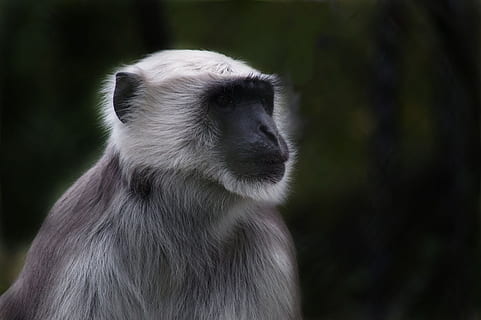 selectiu, foto del focus, gris, primat, mico, prosimian, mico del vell món, äffchen, cap, animal, naturalesa, un animal, mamífer, fauna animal, animals a la natura, centrar-se en primer pla, vertebrats, bosc, gent, mirant, part del cos dels animals, primer pla, a l'aire lliure, retrat, selva tropical, contemplació, babuí, depressió - tristesa, pluja tropical, 1080P, CC0, domini públic, lliure de regalies
