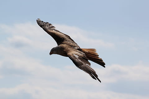 hawk, flying, sky, birds, eagle, animal, animal themes, animal wildlife, animals in the wild, spread wings, vertebrate, bird, one animal, low angle view, mid-air, motion, no people, cloud - sky, nature, day, outdoors, bird of prey, full length, 5K, CC0, public domain, royalty free