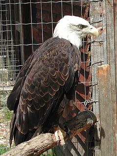 raptor, águila, Águila calva, pájaro, vertebrado, animal, temas de animales, fauna animal, un animal, animales en la naturaleza, nadie, día, material de madera, de cerca, ave de rapiña, posado, jaula, animales en cautiverio, naturaleza, metal, luz del sol, pico, al aire libre, 1080P, CC0, dominio público, libre de derechos