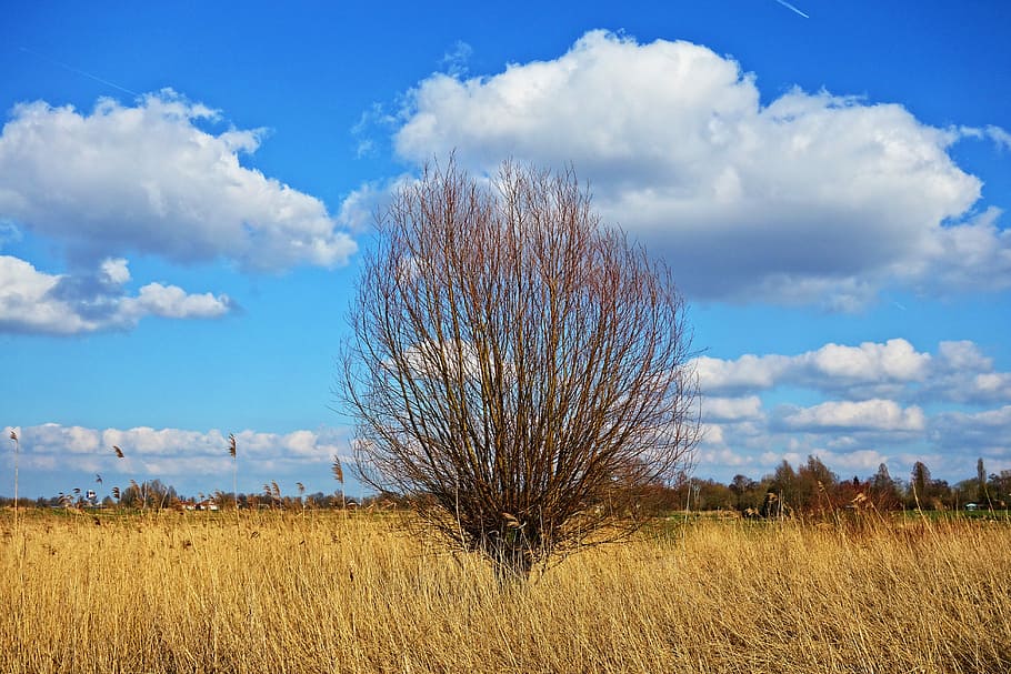 nua, arbre, blau, blanc, cel, salze, pollard, salze de pollastre, canyes, canyes daurades, pantà, zones humides, cels blaus, núvols, camp, rural, paisatge, paisatge holandès, Holanda, Holanda Septentrional, Països Baixos, núvol - cel, planta, medi ambient, terra, naturalesa, escenics - natura, herba, bellesa a la natura, agricultura, escena tranquil·la, tranquil·litat, cap gent, escena rural, planta de cereals, creixement, a l'aire lliure, 5K