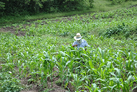 corn, maize field, super torito, plant, growth, land, green color, field, one person, day, nature, landscape, beauty in nature, real people, rural scene, farmer, hat, crop, agriculture, farm, women, working, outdoors, 4K, CC0, public domain, royalty free
