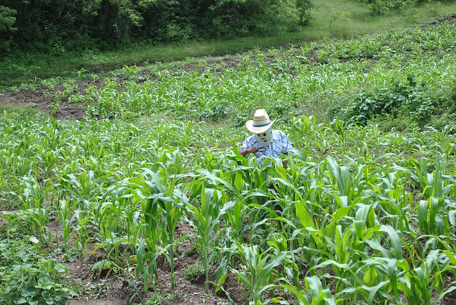Mais, Maisfeld, super torito, Pflanze, Wachstum, Land, grüne Farbe, Feld, eine Person, Tag, Natur, Landschaft, Schönheit in der Natur, echte Menschen, ländliche Szene, Farmer, Hut, Ernte, Landwirtschaft, Bauernhof, Frau, Arbeiten, draußen, 4K