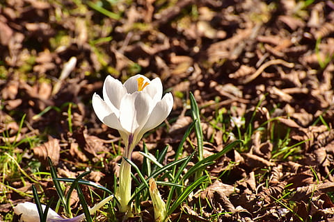 bunga petaled putih, crocus, bunga, musim semi, bunga musim semi, mekar, berkembang, alam, dekat, kesalahan besar awal, taman, frühlingsanfang, crocus musim semi, daun bunga, kepala bunga, kerapuhan, warna putih, menanam, kesegaran, pertumbuhan, keindahan di alam, tanaman berbunga, kerentanan, merapatkan, hal berkembang, tanah, tidak ada orang, bidang, hari, sinar matahari, fokus pada latar depan, di luar rumah, iris, 5K, CC0, domain publik, bebas royalti