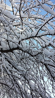 Bucarest, inverno, alberi, albero, ramo, pianta, nessuno, bellezza nella natura, albero nudo, Inquadratura dal basso, natura, fotogramma intero, giorno, crescita, sfondi, la tranquillità, Colore bianco, temperatura fredda, cielo, fragilità, la neve, primavera, 4K, CC0, dominio pubblico, privo di copyright