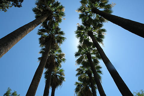 palmas, céu, viagem, verão, tropical, período de férias, paraíso, ensolarado, feriado, verde, exterior, árvore, plantar, Palmeira, tronco de árvore, visão de baixo ângulo, tronco, clima tropical, crescimento, céu limpo, natureza, ninguém, alto - alto, dia, tranquilidade, beleza na natureza, árvore tropical, ao ar livre, scenics - natureza, terra, diretamente abaixo, palmeira de coco, Treelined, Copa da árvore, folha de palmeira, 4K, CC0, domínio público, royalty free