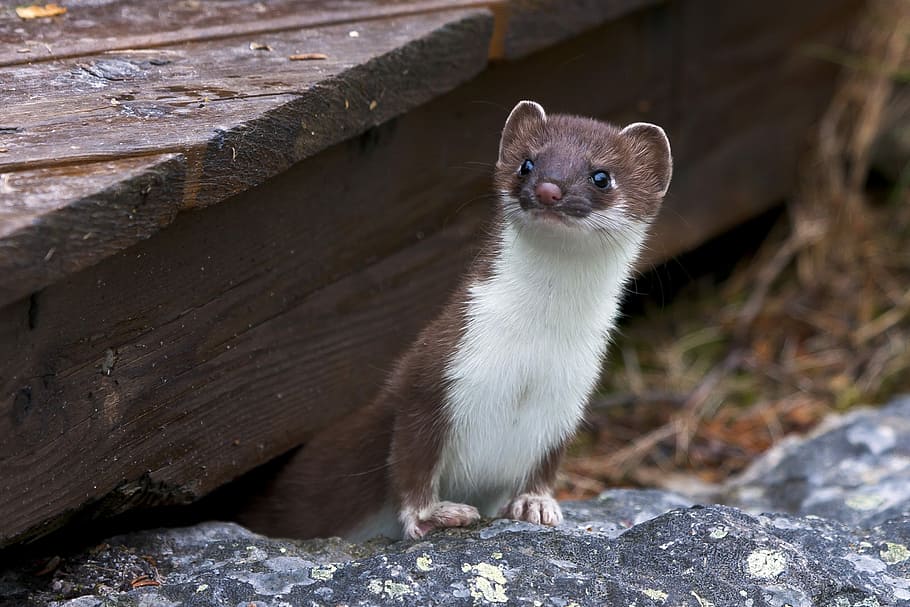 donnola, grigio, pietra, giorno, animali, estate, temi animali, animale, un animale, mammifero, fauna selvatica, animali allo stato selvatico, vertebrato, solido, nessuno, roccia - oggetto, roccia, natura, avvicinamento, concentrarsi sulle conoscenze acquisite, all'aperto, analizzare, cercare, guardare, ritratto, legno - materiale, vigilanza, baffo, 2K