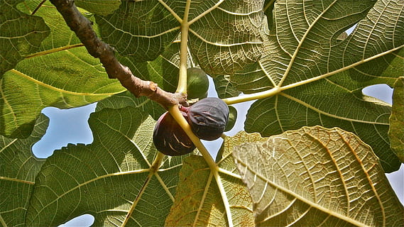 fruita, figues, higera, arbre, vegetals, naturalesa, full, part de la planta, planta, dia, una persona, vena de la fulla, vista d’angle baix, a l'aire lliure, creixement, color verd, bellesa a la natura, fauna animal, un animal, invertebrat, fulles, extremitat humana, 4K, CC0, domini públic, lliure de regalies