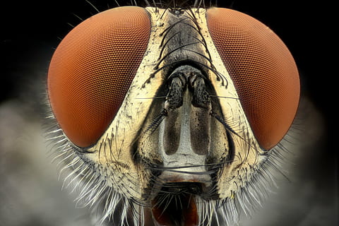 macro photography, dragonfly, macro, eyes, face, model, extreme close-up, animal body part, one animal, close-up, looking at camera, portrait, no people, outdoors, day, animal themes, animal, eye, animal eye, animal head, fly, insect, animal wing, magnification, front view, invertebrate, focus on foreground, animal antenna, black background, small, animal mouth, 4K, CC0, public domain, royalty free