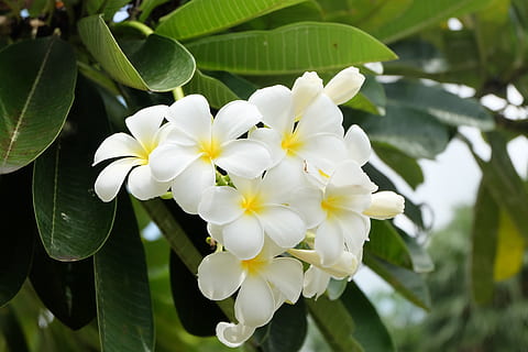 floare, copac, a inflori, primăvară, roz, natură, inflori, flori, thai orhidee, orhidee, grădină, culoare alba, fragilitate, petală, prospeţime, planta cu flori, plantă, frumusețe în natură, vulnerabilitate, parte a plantelor, creştere, frunze, cap de floare, inflorescenţă, a închide, să se concentreze asupra primelor elemente, zi, frangipani, nici o persoana, în aer liber, 4K, CC0, domeniu public, fără drepturi de autor