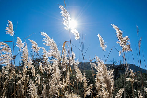 veld-, backlight, zon, fabriek, zonlicht, hemel, schoonheid in de natuur, groei, kalmte, natuur, geen mensen, zonnestraal, dag, blauw, Lens flare, rustige scène, landschap, lage hoekweergave, scenics - natuur, land-, zonnig, helder, 5K, CC0, publiek domein, royaltyvrij