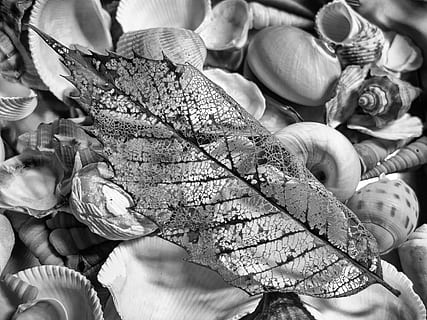 greyscale photography, seashell, leaf, black-and-white, dry leaf, seashells, food, food and drink, close-up, freshness, human hand, hand, healthy eating, one person, focus on foreground, human body part, nature, day, wellbeing, real people, plant, unrecognizable person, plant part, indoors, finger, 4K, CC0, public domain, royalty free