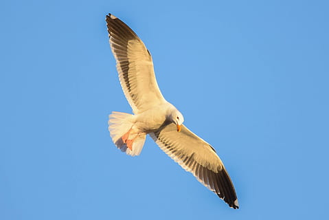 Himmel, Vogel, Flug, fliegen, Blau, fliegend, Tierwelt, Flügel, Feder, Natur, dom, sonnig, Sommer-, hoch, Tier, Tierflügel, Möwe, Freiheit, Tiere in freier Wildbahn, ein Tier, Tierkörperteil, Tierthemen, Wirbeltier, die Flügel ausbreiten, klarer Himmel, Flachwinkelansicht, keine Leute, in der Luft, Bewegung, Tag, draußen, direkt darunter, 1080P