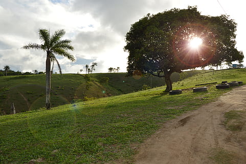 flying, sky, sol, plant, tree, growth, beauty in nature, grass, land, landscape, tranquility, field, nature, palm tree, tranquil scene, green color, scenics - nature, cloud - sky, environment, tropical climate, no people, day, outdoors, lens flare, coconut palm tree, 5K, CC0, public domain, royalty free