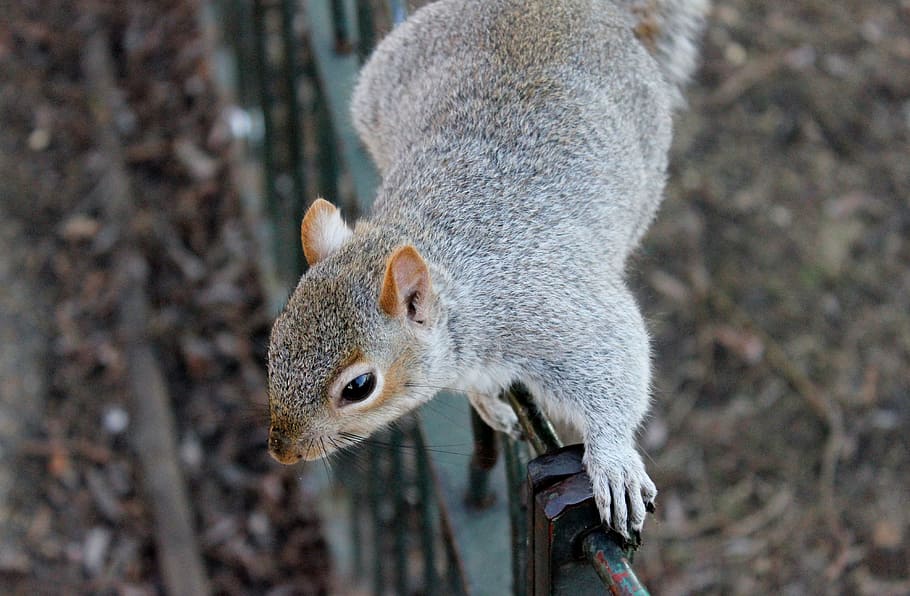 foto de l'esquirol, esquirol, esquirols, vida salvatge, animals, a l'aire lliure, parc, un animal, animal, temes d'animals, fauna animal, rosegador, mamífer, animals a la natura, cap gent, primer pla, centrar-se en primer pla, dia, mirant, naturalesa, arbre, rata, bigotis, terra, part del cos dels animals, cap d’animals, ull d’animals, 4K