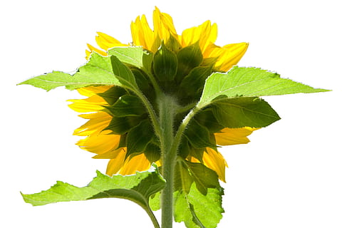 sunflower, reverse, behind, back, yellow, green, white background, studio shot, leaf, plant part, freshness, close-up, plant, flower, indoors, flowering plant, green color, vulnerability, fragility, petal, beauty in nature, flower head, inflorescence, no people, cut out, sepal, 2K, CC0, public domain, royalty free