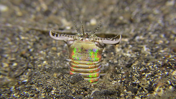 lembeh, bobbit, bobbitworm, busseig, sota l'aigua, cap gent, dia, tecnologia, primer pla, a l'aire lliure, multicolor, naturalesa, centrar-se en primer pla, enfocament selectiu, vista d’angle alt, contenidor, terra, textura, sòlid, patró, aigua, natura morta, camp, creativitat, transparent, temes d'animals, 1080P, CC0, domini públic, lliure de regalies