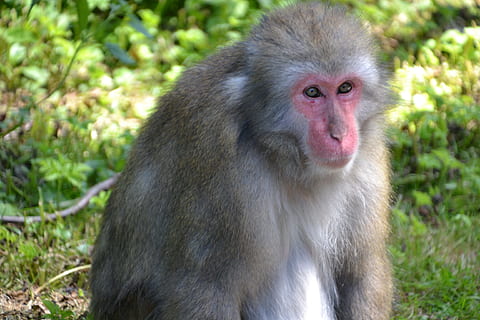 maimuţă, vedere, grijuliu, animal, makake, trist, grădină zoologică, animale sălbatice, mamifer, natură, animale în sălbăticie, în aer liber, arhiepiscop, macac, pădure, tânăr animal, animale și animale de companie, mamă, ședință, un animal, animale tematice, să se concentreze asupra primelor elemente, animale vertebrate, in cautarea, uitându-se departe, zi, nici o persoana, teren, portret, a închide, plantă, păr, babuin, 4K, CC0, domeniu public, fără drepturi de autor