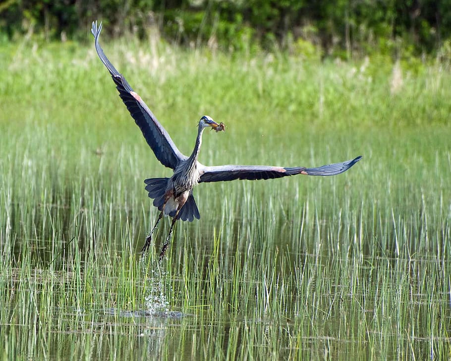 blanc, negre, ocell, volant, cos, aigua, durant el dia, ocell negre, cos d'aigua, herodias, ardea, captura, seu, fora, mosques, blau, garses, genial, garza, ocells, animals, fauna, naturalesa, vida salvatge, animal, animals a la natura, ala dels animals, a l'aire lliure, ocell aquàtic, animals i mascotes, ploma, bellesa a la natura, bec, reserva de vida salvatge, un animal, ales separades, temes d'animals, herba, fauna animal, vertebrats, llac, planta, cap gent, dia, a l'aire, 1080P