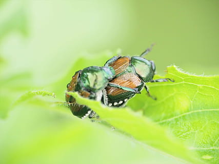 hmyz, brouk, scarab, Chyba, zelená, listy, Příroda, květiny a hmyz, zvíře, detail, makro, list, škůdce, volně žijících živočichů, zelená barva, bezobratlý, zvířat, zvířata ve volné přírodě, rostlinné části, jednoho zvířete, selektivní zaměření, rostlina, krása v přírodě, zvířecí křídlo, nikdo, zoologie, den, venku, zvířecí oko, 2K, CC0, veřejná doména, bez autorských práv