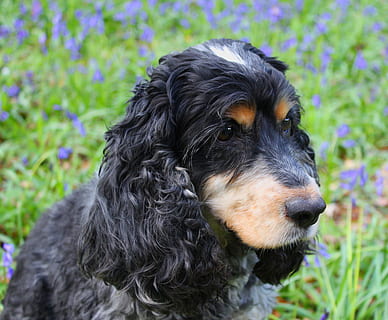 Cocker spaniel, hond, cocker, spaniel, huisdieren, één dier, dierlijke thema's, focus op de voorgrond, hoektand, huiselijk, zoogdier, dier, gewerveld, detailopname, zwarte kleur, land-, veld-, op zoek, fabriek, geen mensen, wegkijken, dag, buitenshuis, dierenkop, 2K, CC0, publiek domein, royaltyvrij