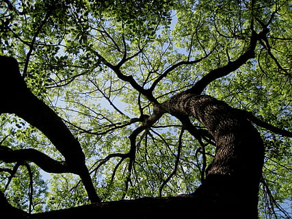 Baum, enorm, hoch, stark, dicht, Schatten, dicke Äste, Besenreiser, Verteilung von Filialen, Borke, Blätter, Grün, Himmel, Wolken, Pflanze, Ast, Wachstum, Natur, Flachwinkelansicht, Baumstamm, Kofferraum, keine Leute, Tag, Ruhe, draußen, Schönheit in der Natur, Silhouette, Blatt, Sonnenlicht, Wald, Pflanzenteil, Land, Baumkrone, 2K, CC0, gemeinfrei, lizenzfrei